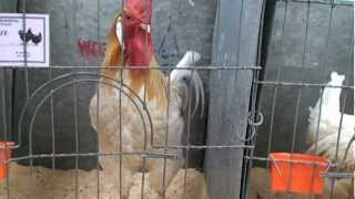 Dunedin poultry show 201202 [upl. by Ck210]