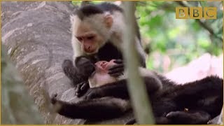 Funny Talking Animals  Walk On The Wild Side  BBC [upl. by Enilarak]