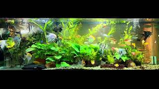 angelfish community tank [upl. by Vittoria]