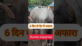 treatment of Rumen impaction in Buffalo ampcow treatment of bolat गोबर बंद लगने का ईलाजshortsvideo [upl. by Euqinim]