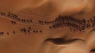 Camel Shadows Abu Dhabi Quaa Desert United Arab Emirates [upl. by Adikam]