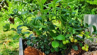 Growing Lingonberries in the UK The little berries are nearly ripe and it is flowering again [upl. by Haidej]