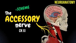 CN 11 Accessory Nerve Scheme Origin Pathway Branches  Neuroanatomy [upl. by Anaujait]