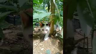 Kucing lucuku berjemur biar beleknya sembuhhari1  kucing kampungku [upl. by Ylrad]