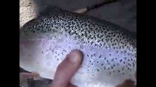 Nice rainbow trout from Savinja trophy part Ljubno [upl. by Kciwdahc868]