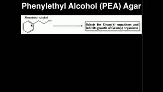 Microbiology Phenylethyl Alcohol PEA Agar [upl. by Shieh649]