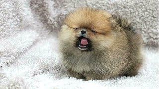 PUPPIES BARKING  Cute Puppy Barking Videos Compilation  DOGS BARKING VIDEOS [upl. by Notsecnirp]