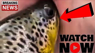 WHATCH 1 GIRL 1 TROUT GIRL WITH TROUT VIDEO [upl. by Enelloc]