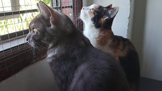 Kittens Lily and Blacky enjoy the view outside the window  eps 111 [upl. by Toland]