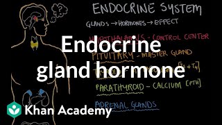 Endocrine gland hormone review  Endocrine system physiology  NCLEXRN  Khan Academy [upl. by Kania]