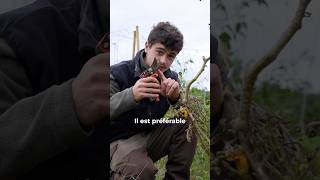 Arracher ou couper les pieds de légumes  🌱 jardin potager potagerpermaculture [upl. by Auberon296]