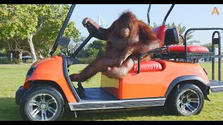 Animalia Orangutan Rambo drives her golf cart [upl. by Sirtimid646]