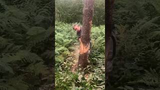 Tree cutting trick used in foreign countries shortsvideo [upl. by Ahsenauq]