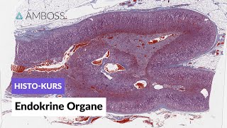 Histologie der endokrinen Organe  Mikroskopische Anatomie  AMBOSS Video [upl. by Roee]