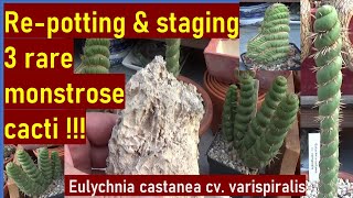 How To Repot amp Stage 3 Rare Monstrose Cacti Eulychnia castanea cv varispiralis cactus cacti [upl. by Leif]