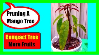 How To Prune A Mango Tree Training and Pruning In Young Mature amp Old Overgrown Mango Trees [upl. by Ytram]