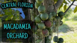 40 Acre Florida Macadamia Farm amp Nursery [upl. by Trillbee318]