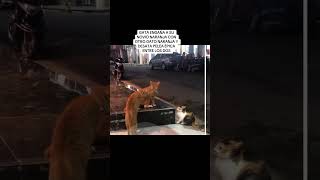 GATA ENGAÑA A GATO NARANJA CON OTRO GATO NARANJA Y DESATA PELEA ÉPICA ENTRE LOS DOS [upl. by Nanyt]