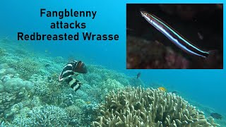 Fangblenny Attacks Redbreasted Wrasse [upl. by Pfaff395]