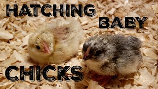 How To Incubate And Hatch Baby Chickens [upl. by Rucker300]