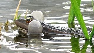 Брачное пение лягушек Frogs mating call [upl. by Atrice]