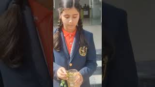 Live demonstration of Rhizobium by students of std7 knspublicschool school sheohar [upl. by Weikert]