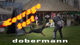 Dobermann Champion Cup 2022  Courage test [upl. by Zzahc]