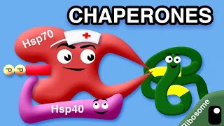 CHAPERONES AND MISFOLDED PROTEINS [upl. by Christos268]