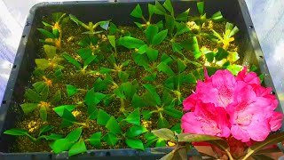 I rooted Rhododendron cuttings in under 4 weeks no mist no heat at home  How To [upl. by Lanny]