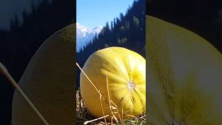 Pumpkin 🎃 Cooking In Mountains Rock Outdoor Cooking OutdoorCooke AmsrCooke WildernessCookingFire [upl. by Ashlie]