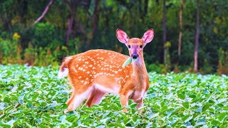 White Tailed Deer  Physical Characteristics  Habitat  Diet  Behavior  101 Facts usa animals [upl. by Eelrehpotsirhc]