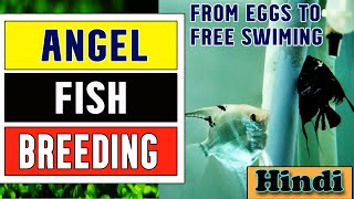 quotHow to Breed Angelfishquot Successfully  From eggs to free swimming stage [upl. by Hcib]