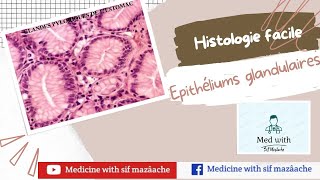 2 Les Epithéliums Glandulaires Histologie 1ère MED [upl. by Neit]