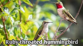 Ruby throated hummingbird Archilochus Colubris  Birds Biographies [upl. by Lisabet]