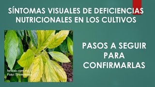 Pasos para confirmar las deficiencias nutricionales en los cultivos [upl. by Ycrem]