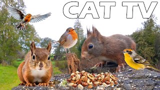 CAT TV ENTERTAIN YOUR CAT 📺 Squirrel And Bird Visit Bird Feeder 🐿🦜 Relaxing Bird Sounds Relax Cats [upl. by Oicaro703]