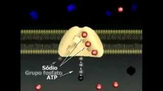 Bomba de Sódio e Potássio [upl. by Lorine]