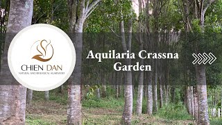 Chien Dan Agarwood  Aquilaria Crassna Garden [upl. by Yblehs383]