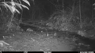 Lowland Paca Cuniculus paca captured on a camera trap in Drake Bay Costa Rica  August 16 2020 [upl. by Nemzzaj]