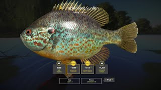 RF4  Trophy Pumpkinseed Sunfish  483g [upl. by Litt]