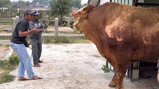 KEDATANGAN SAPI RAKSASA DI PASAR HEWAN GRABAG‼️🔥 [upl. by Hashim376]