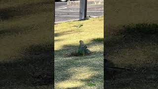 Redrumped Parrot  Australia [upl. by Nauqes]