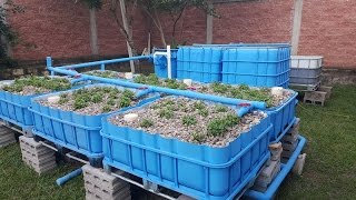 COMPLETE AQUAPONICS SET UP  Start to Finish [upl. by Ashlan]