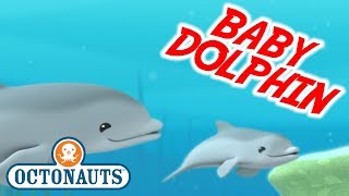 Octonauts  The Baby Dolphin  Series 1  Full Episode  Cartoons for Kids [upl. by Trude]