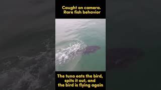 Rare moment in fish behavior The tuna eats the bird spit it out and the bird is flying again [upl. by Lark274]