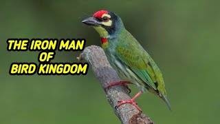 The iron man of bird kingdom Coppersmith barbet bird [upl. by Nowd]