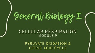 General Biology I Module 92 Pyruvate Oxidation amp Citric Acid Cycle  Krebs Cycle [upl. by Stuart]