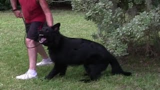 GERMAN SHEPHERD from INSECURE to a Confident Protection Dog [upl. by Vachill]