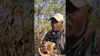 Africanacity interpretation trending viralvideo wildlife viralshorts nature fypシ゚viral fy [upl. by Barb892]