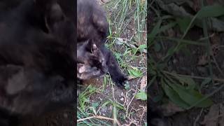 Trying to tame a feral kitten [upl. by Noremmac]